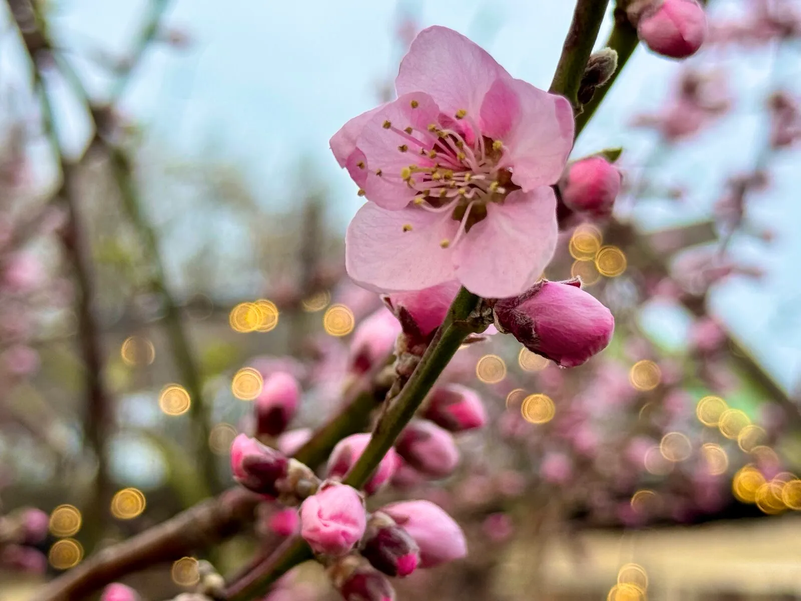 Frühling