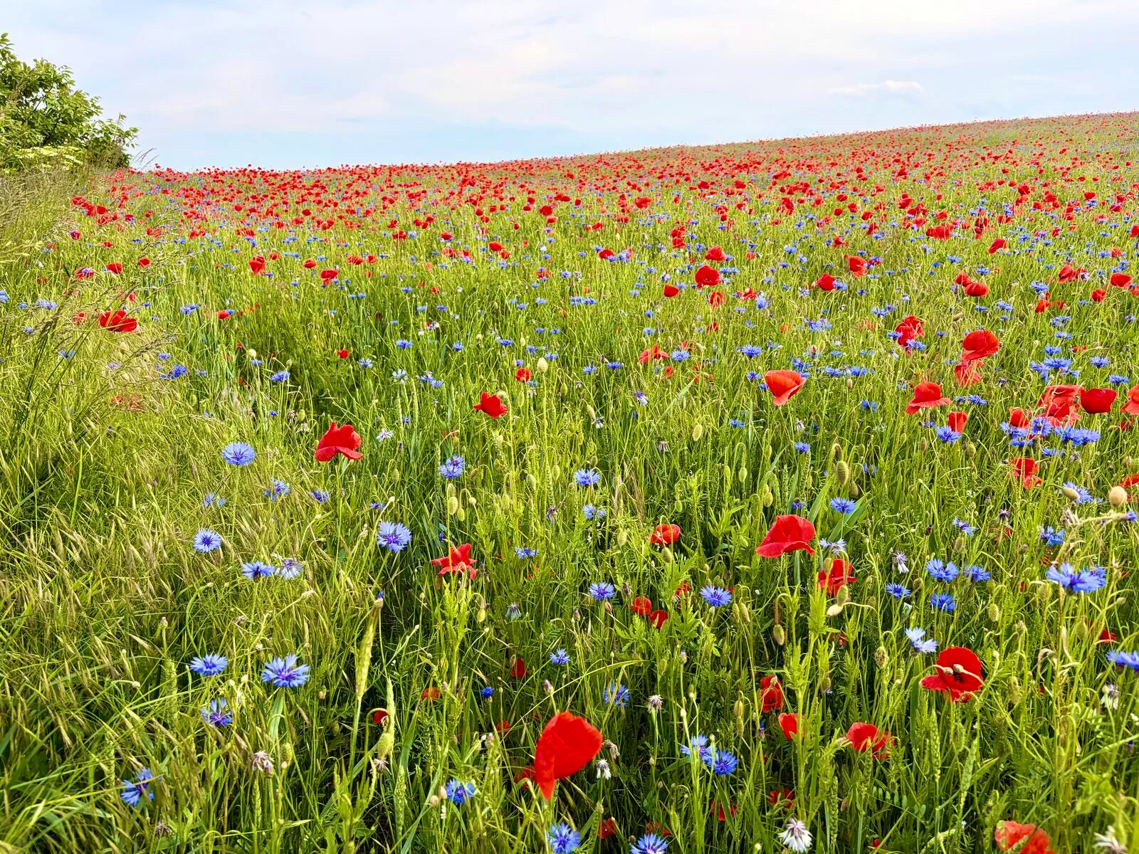 Sommer